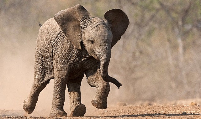 ‘Küçük Devler’, 23 Ağustos Pazar Saat 20.00’de National Geographic WILD Ekranlarında!