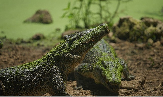 ‘Karayipler’in Vahşi Timsahları’, 25 Ekim Pazar Saat 20.00’de National Geographic WILD Ekranlarında!